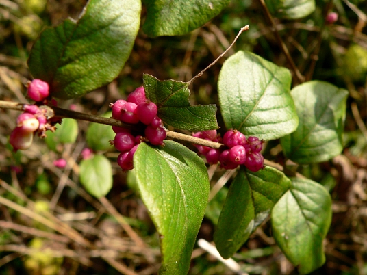 {Symphoricarpos orbiculatus}